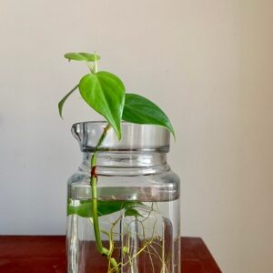 Plant cutting in water jar