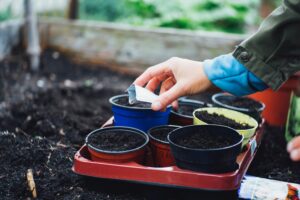 Planting seeds in containers