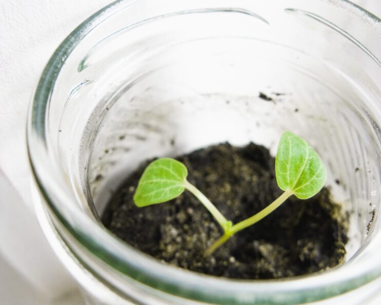 small plants growing in a container