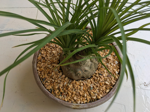 Picture of Ponytail palm