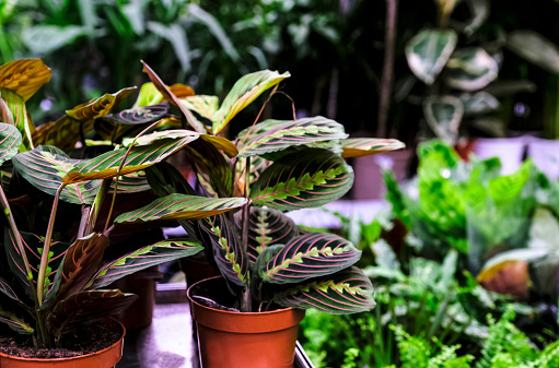 Picture of prayer plants in pot