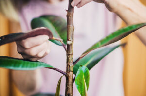 Picture of hands removing the leaves from stem