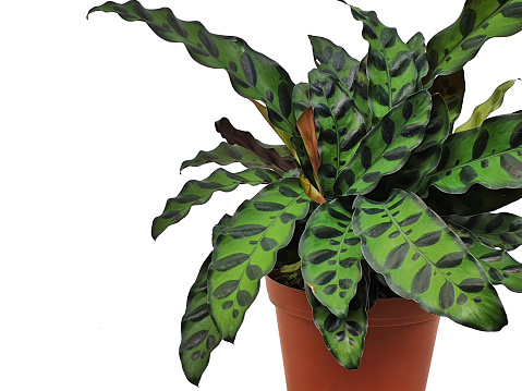Picture of Rattlesnake plant