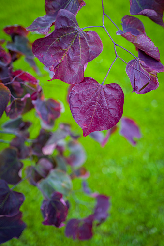 redbud hazel leaves