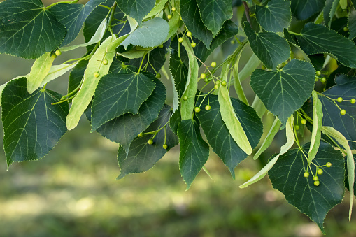 silver linden's leaves