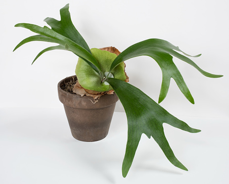 Picture of staghorn fern