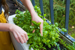 picture of hands cutting basil plant