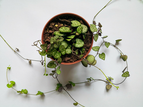 string of hearts growing in a pot