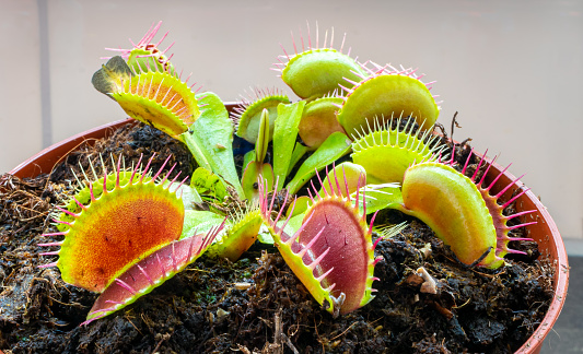 Picture of Venus flytrap