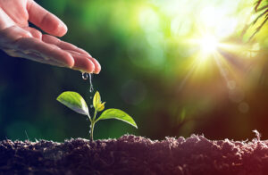 Picture of hands watering the plant