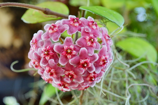 Picture of Wax plant