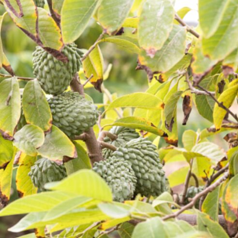 picture of sugar apples in branch