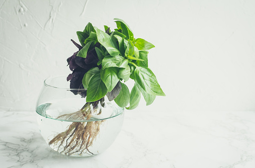 picture of basil plant in water jar