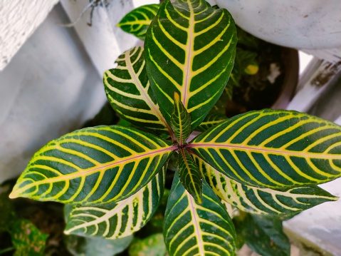 Picture of Zebra calathea