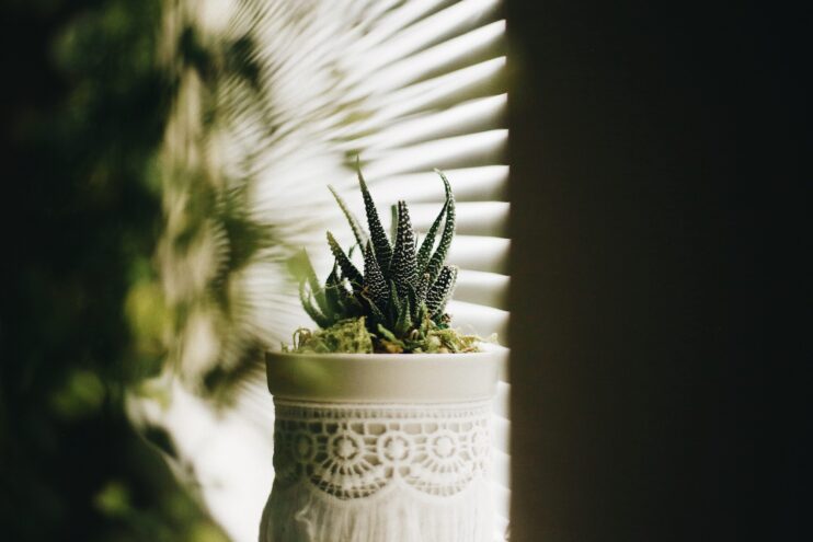 picture of aloe vera plant in a pot placed in front of window