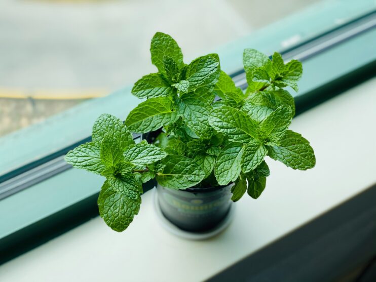 picture of mint plant in a pot near window