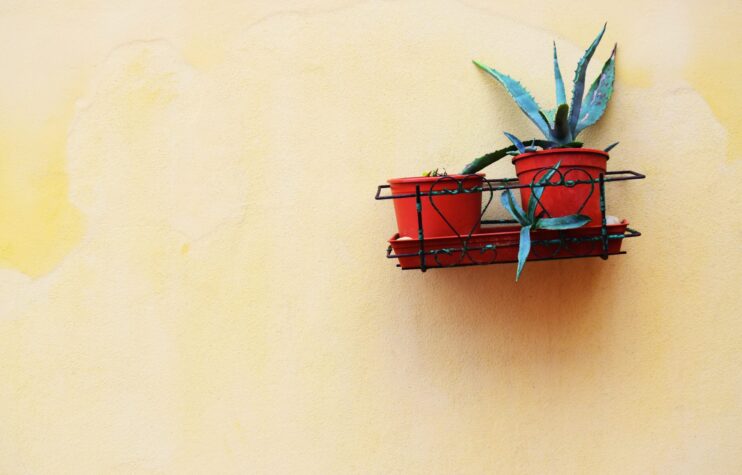 picture of aloe vera pots hanging in a yellow wall