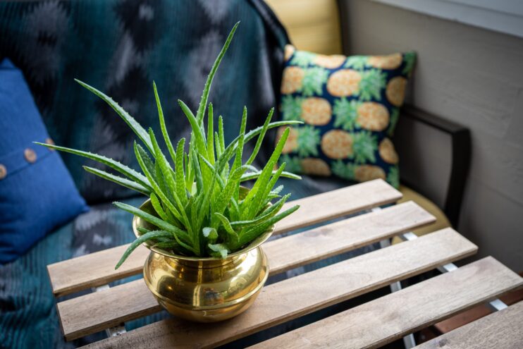 picture of aloe vera placed in a pot above table