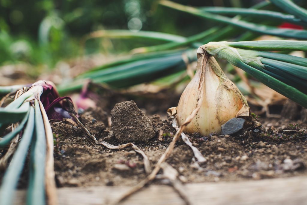 picture of garlic growing in soil