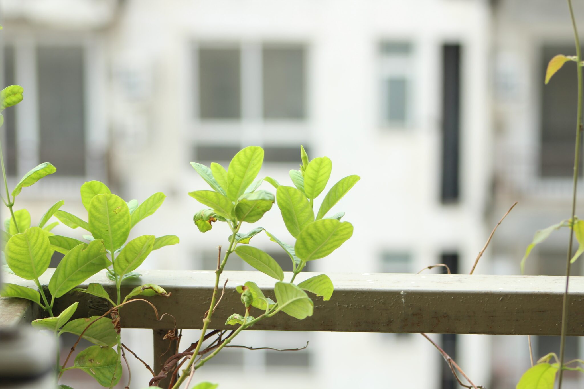 How to grow mint in Balcony Garden (Grow mint in any Season ...