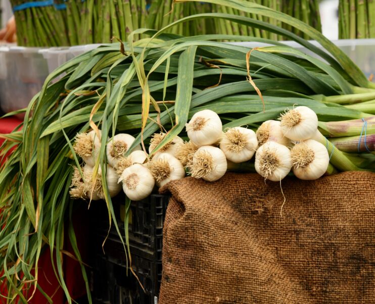 picture of garlic plants together