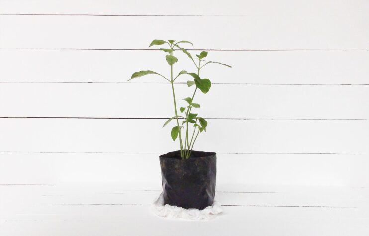 mint plant seedling in a black plastic