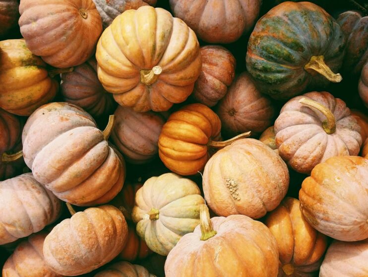 How to grow seminole pumpkin