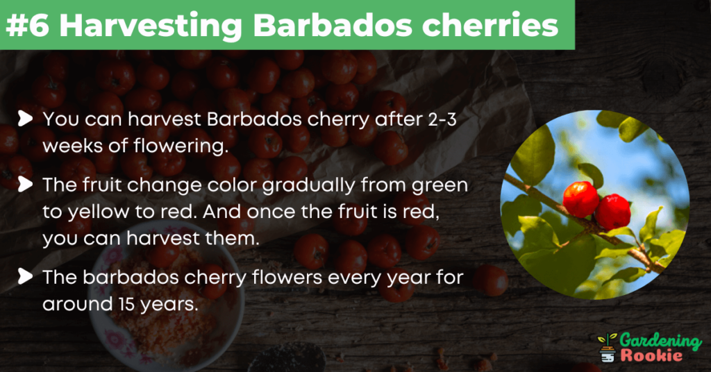 Harvesting Barbados Cherry