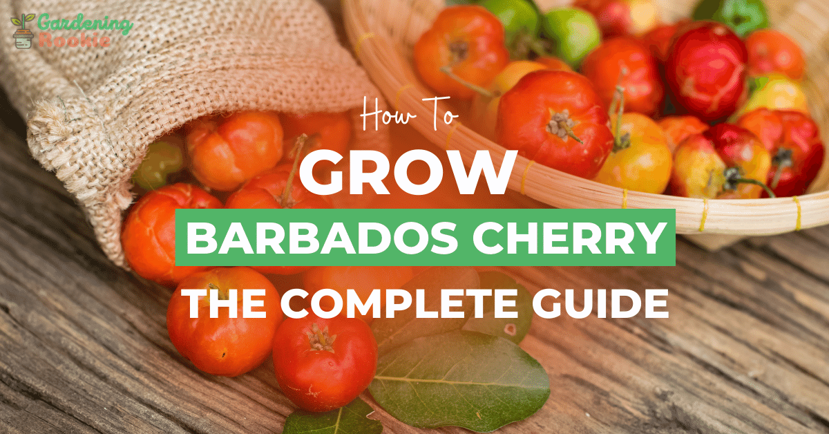 How to Grow Barbados Cherry Tree from Seed? (Step by Step Guide